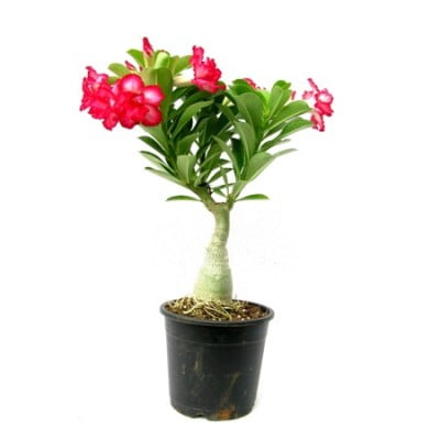 Product Catalog For Corporate Plants Gifting 