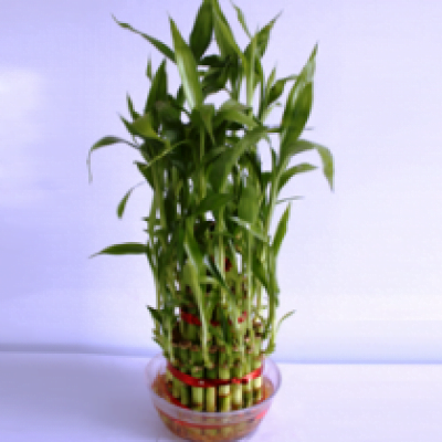 Product Catalog for Corporate Plants Gifting | Plantsguru.com