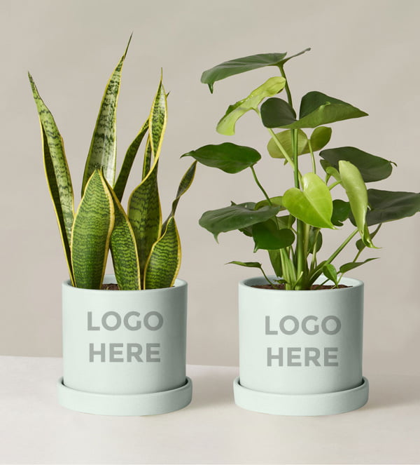 Plants as Corporate gifts sample logo on pot