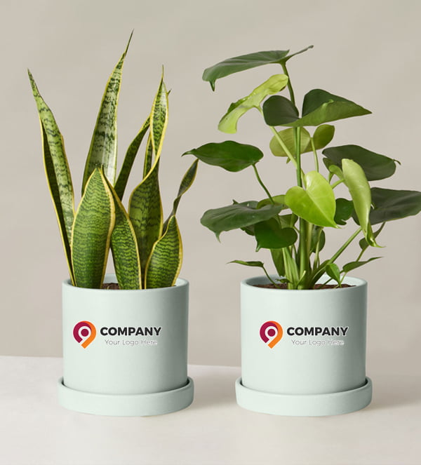 new year corporate gifts branding-on-planters